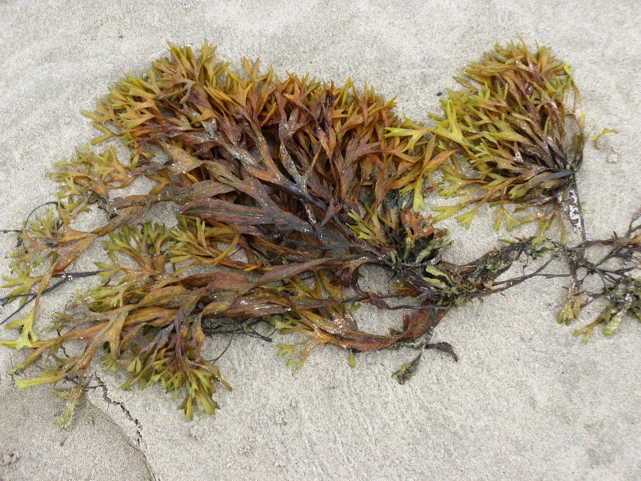 alga