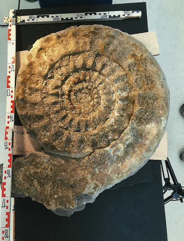 Ammonites gigante encontrado en Nanclares de la Oca. Foto: Diputación de Araba