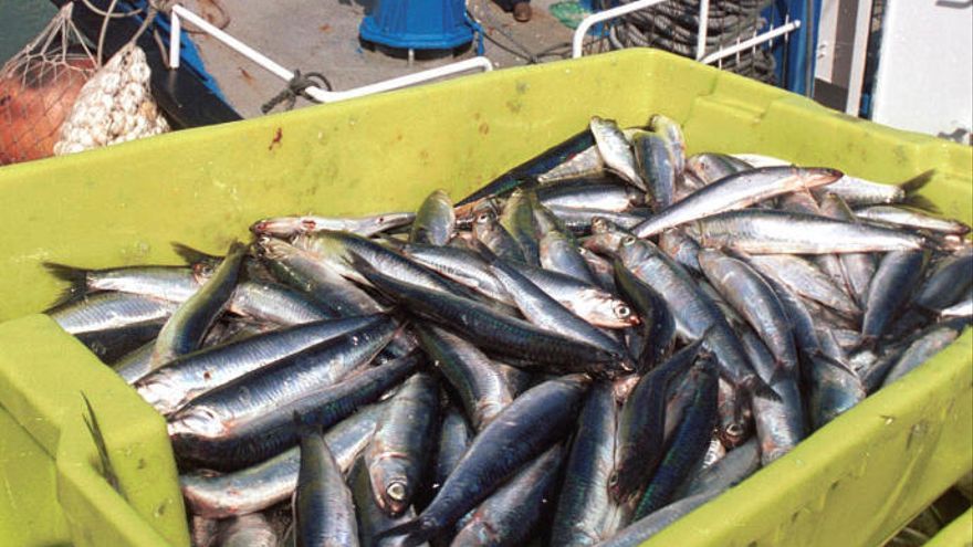 Primeros días de la temporada de anchoa, descargadas en el puerto de Getaria Ruben Plaza