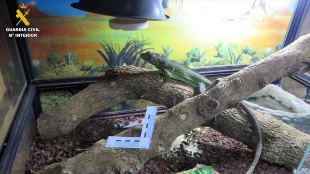 Uno de los animales en exposición para su venta | Guardia Civil 