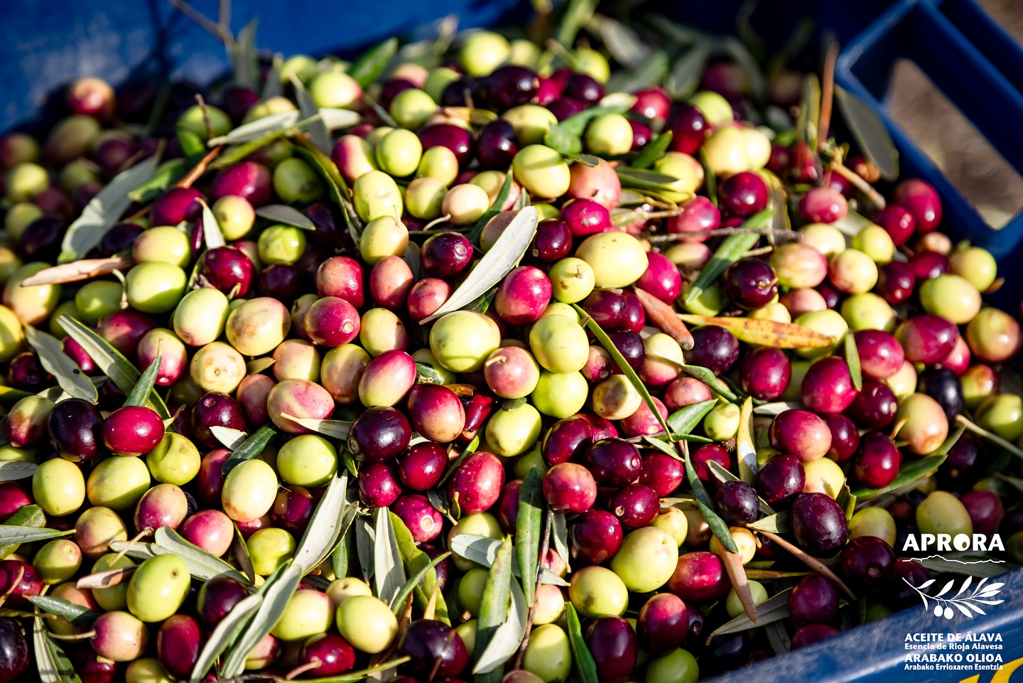 Olivas de APRORA