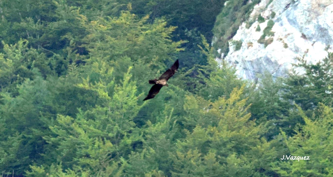 El quebrantahuesos 'Araitz' en pleno vuelo por la Sierra de Aralar / JAVIER VÁZQUEZ