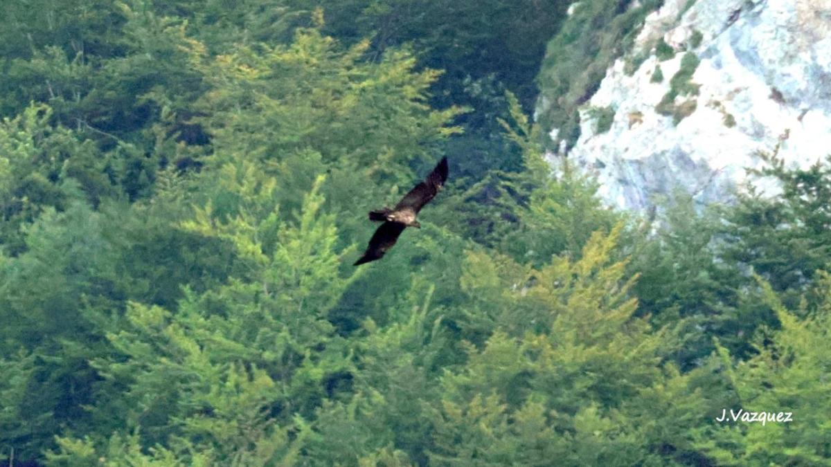 El quebrantahuesos 'Araitz' en pleno vuelo por la Sierra de Aralar / JAVIER VÁZQUEZ