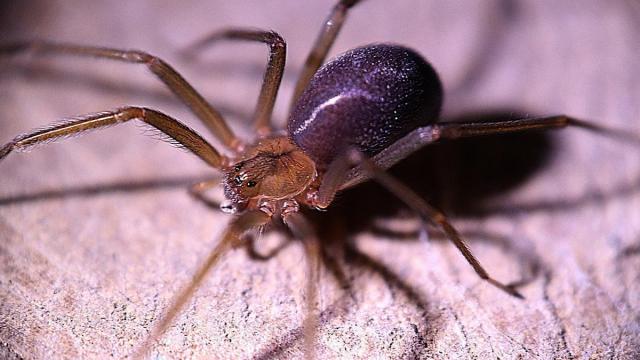 Araña Vilonista
