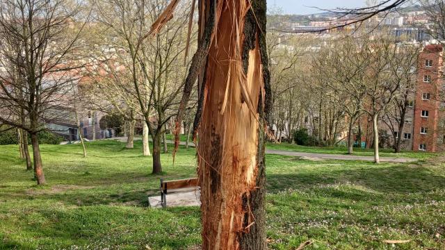 Uno de los árboles destrozados por el vandalismo en Barakaldo Uno de los árboles destrozados por el vandalismo en Barakaldo