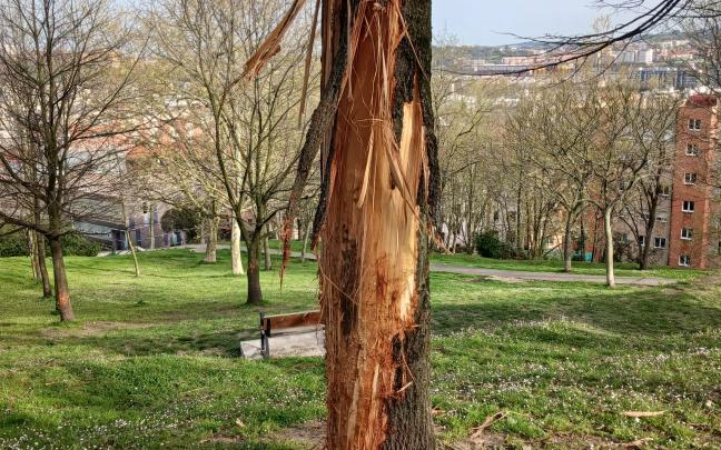 Uno de los árboles destrozados por el vandalismo en Barakaldo