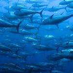 Atunes en el mar