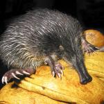 Muturluze iberiarra. GFA-JORGE GONZÁLEZ