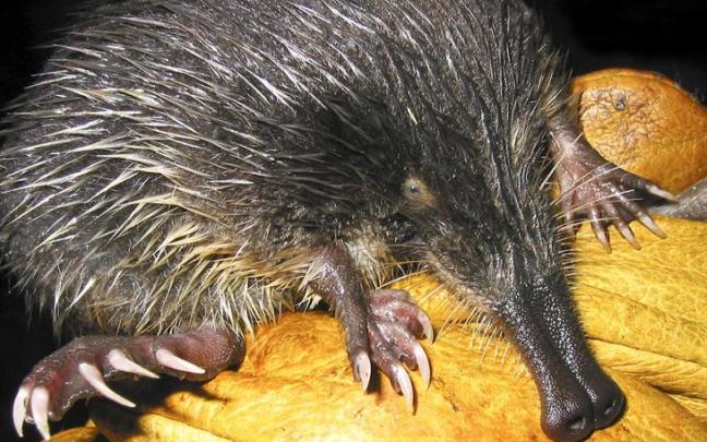 Muturluze iberiarra. GFA-JORGE GONZÁLEZ