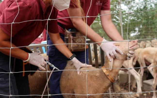 Dos personas inoculan la vacuna contra la enfermedad de la 'lengua azul' | EP Dos personas inoculan la vacuna contra la enfermedad de la 'lengua azul' | EP