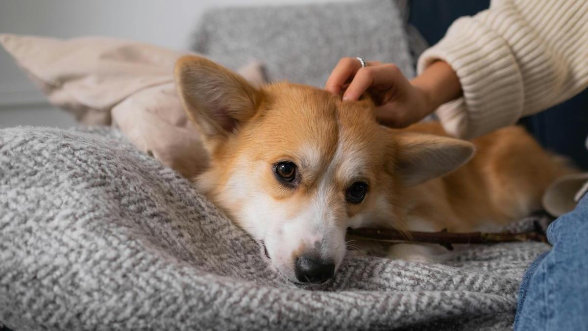 Perro tumbado en casa con su dueña