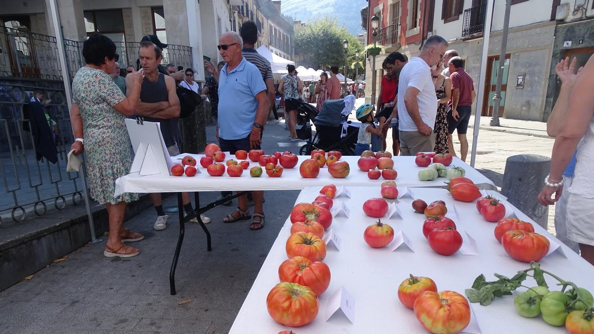 Tomates presentados en una pasada edición de Aretxabaletako Tomate Eguna.