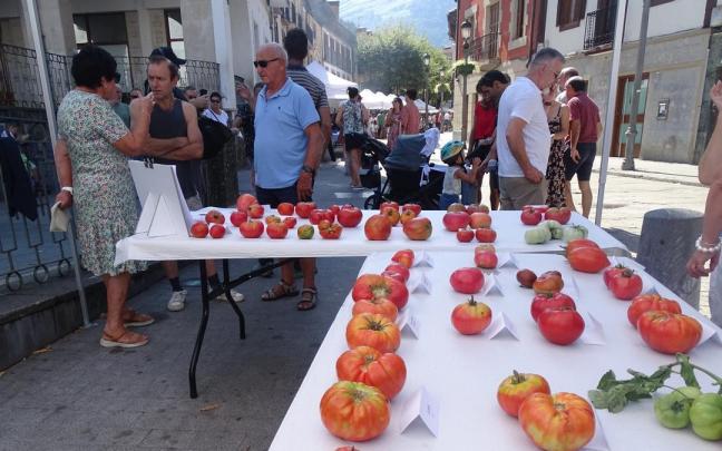Tomates presentados en una pasada edición de Aretxabaletako Tomate Eguna.