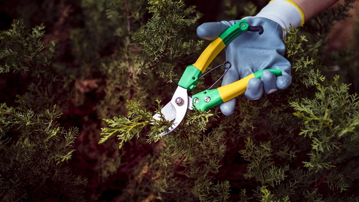 Un hombre cortando las ramas de un pino.