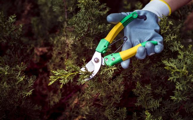 Un hombre cortando las ramas de un pino.