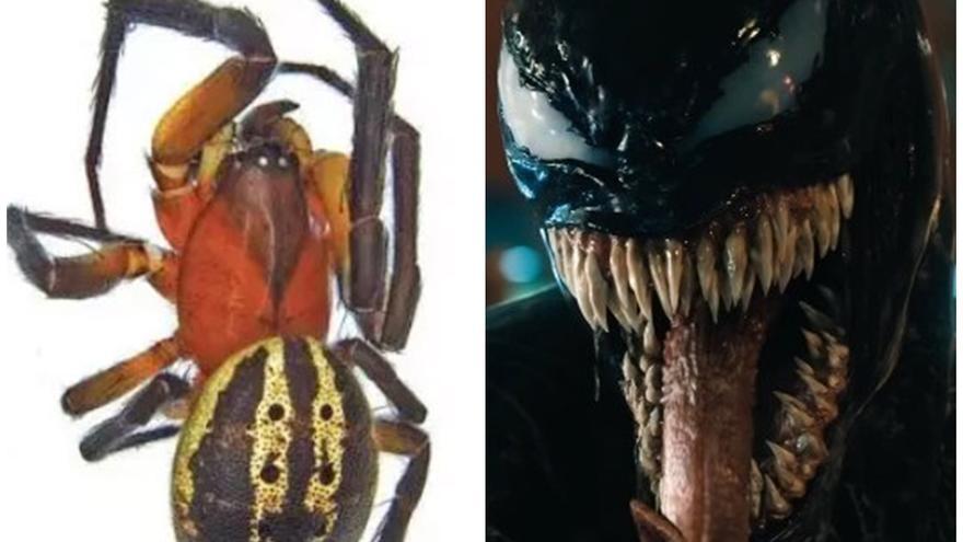 Venom y Tom Hardy dan nombre a una nueva especie de araña.