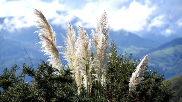 Las especies invasoras y los riesgos que suponen para el medio ambiente tendrán su espacio en el programa de actividades.