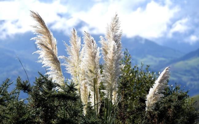 Las especies invasoras y los riesgos que suponen para el medio ambiente tendrán su espacio en el programa de actividades.