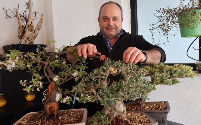 Javier, en un rincón de su ático de Buztintxuri con un ciruelo, un olivo y un cedro. Javier, en un rincón de su ático de Buztintxuri con un ciruelo, un olivo y un cedro.