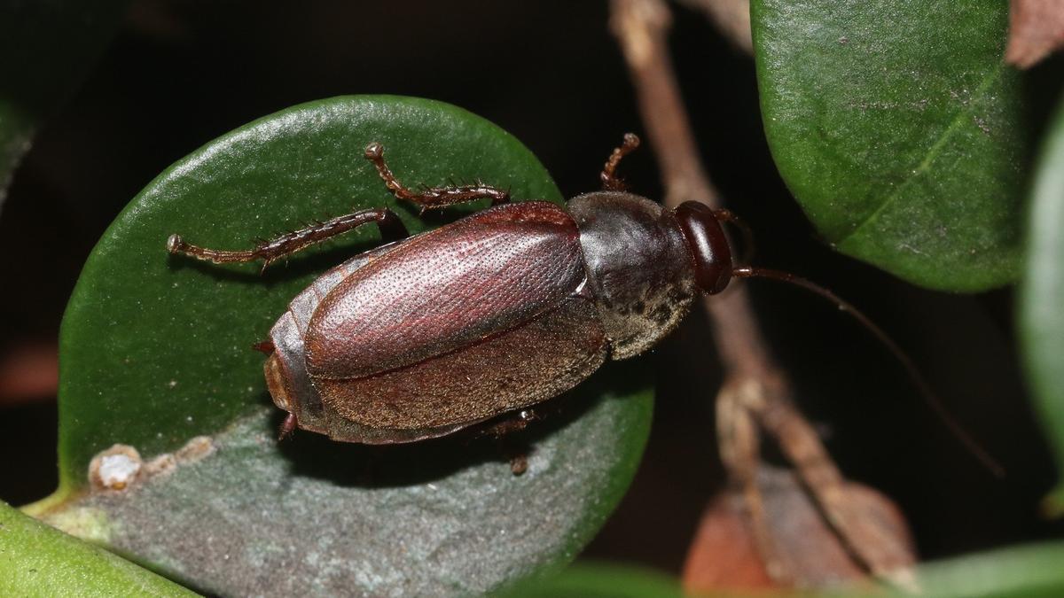 La Diploptera punctata alimenta a sus crías con una sustancia cuyos cristales contienen proteínas, grasas y azúcares.