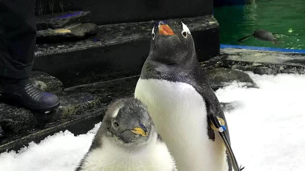 Fotografía cedida por el Acuario SEA Life Sydney donde se observa al pingüino Sphen (atrás) en Sydney.