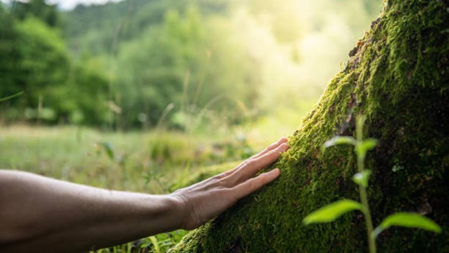 Acariciar el musgo puede aportar calma y sensación de conectar con la naturaleza.