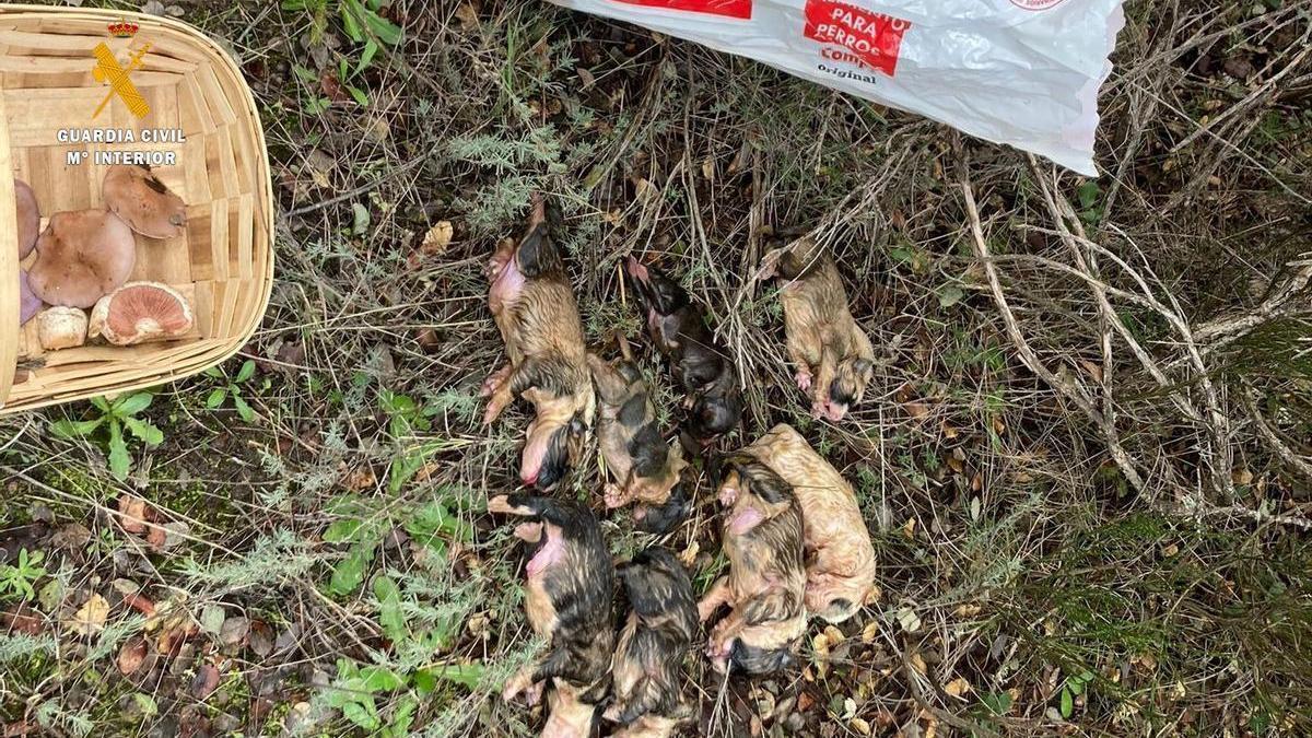 Cadáveres de los cacharros de mastín hallados en Peromingo.