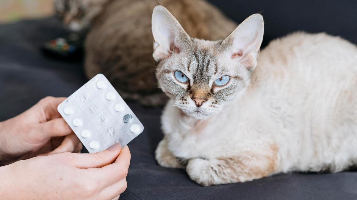 Los gatosno son los mejores pacientes a los que dispensar medicinas y pastillas.