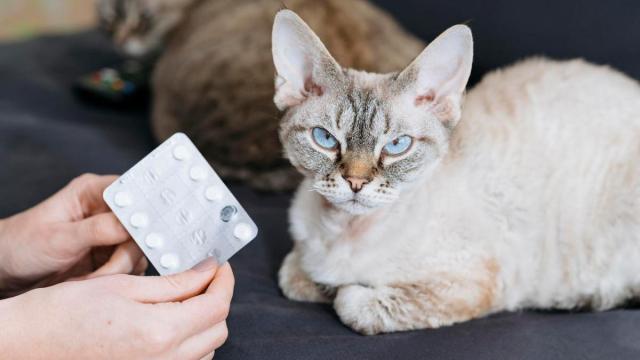 Los gatosno son los mejores pacientes a los que dispensar medicinas y pastillas. / Freepik Los gatosno son los mejores pacientes a los que dispensar medicinas y pastillas.