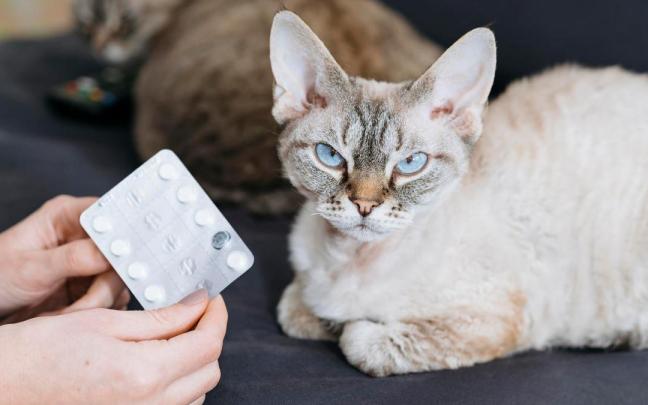 Los gatosno son los mejores pacientes a los que dispensar medicinas y pastillas. / Freepik Los gatosno son los mejores pacientes a los que dispensar medicinas y pastillas.