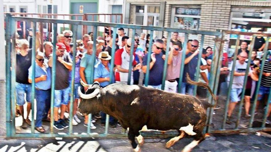 Una vez en el suelo, el animal arremetió contra él hasta en cuatro ocasiones.