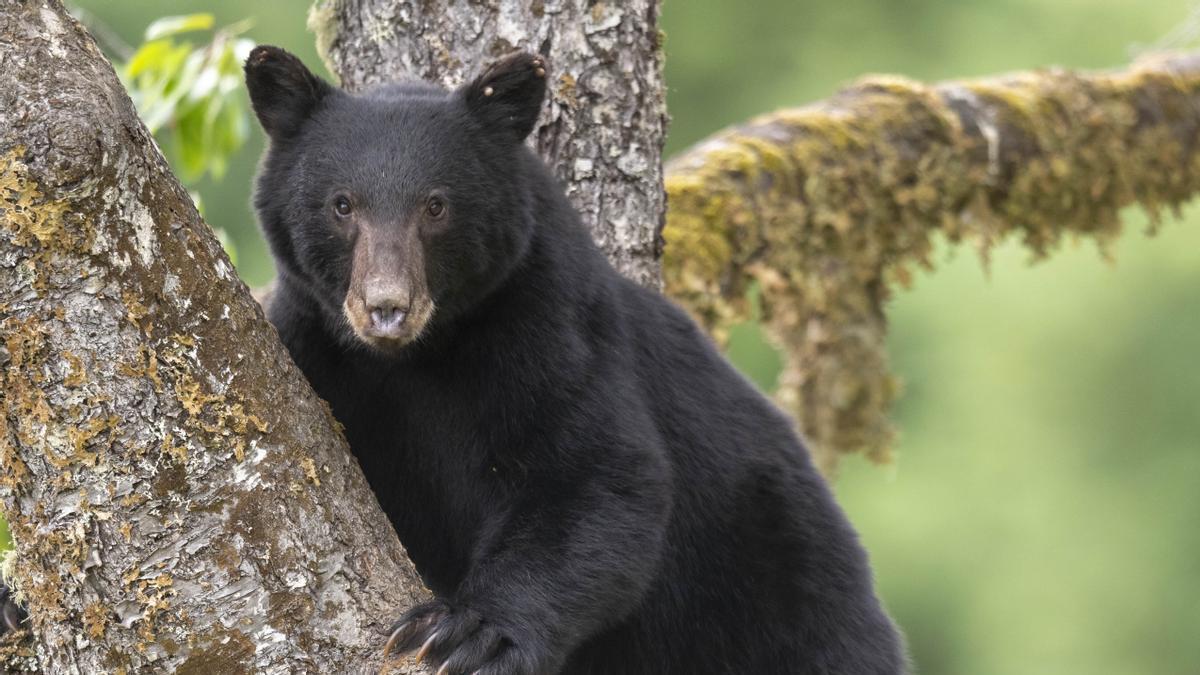 Imagen de un oso negro salvaje.
