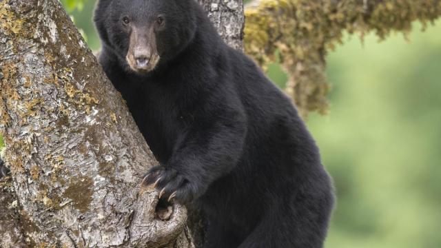 Oso negro salvaje.