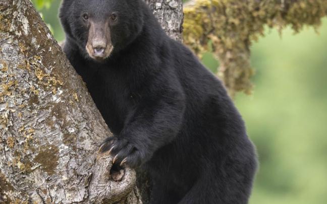 Oso negro salvaje.