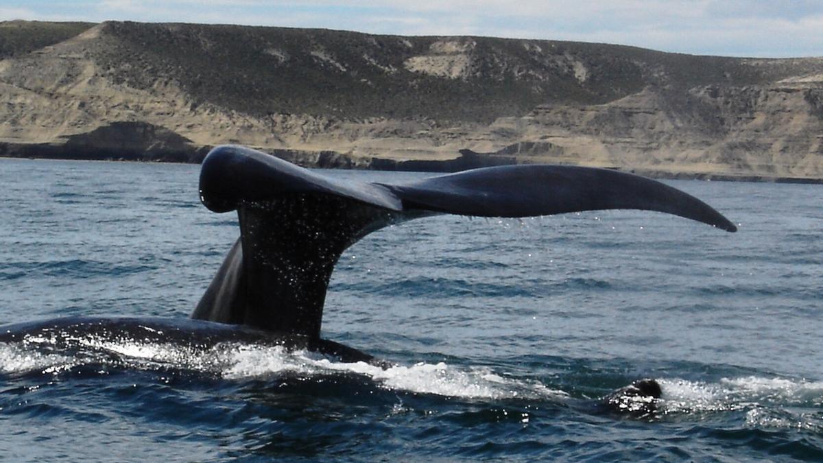 Una ballena franca.
