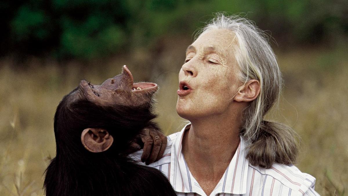 La primatóloga británica Jane Goodall falleció a los 91 años.
