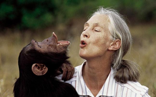 La primatóloga británica Jane Goodall falleció a los 91 años.