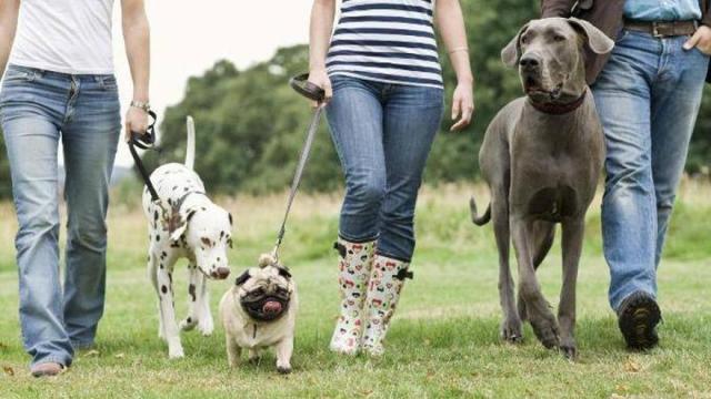 La población de Basauri apoya las campañas para mejorar la convivencia con las mascotas