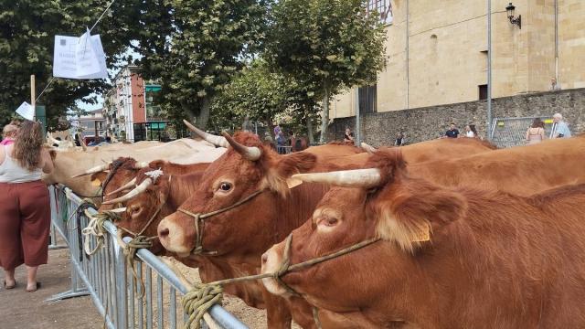 Lezoko Santakrutz jaiak