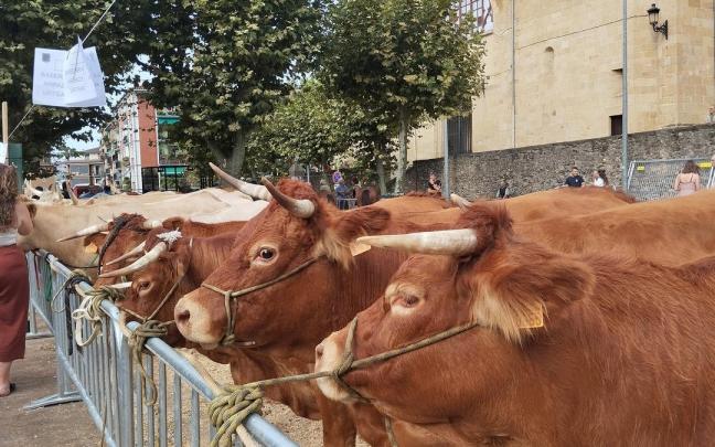 Lezoko Santakrutz jaiak