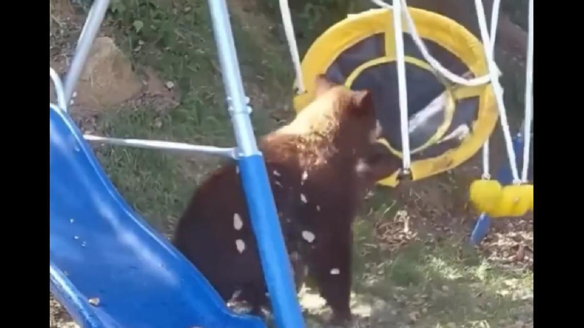 El oso, intentando subirse al columpio.