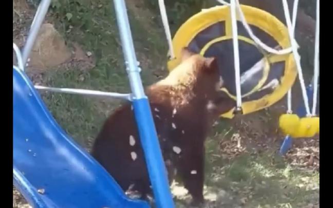 El oso, intentando subirse al columpio.