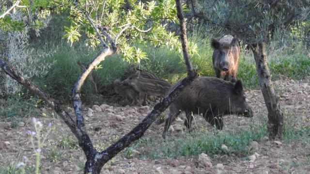 Unos ejemplares de jabalíes, especie transmisora del brote de PPA de Catalunya, transitan por una zona boscosa.