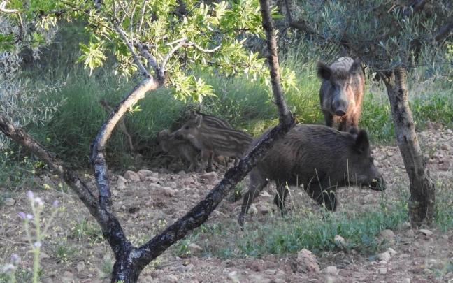 Unos ejemplares de jabalíes, especie transmisora del brote de PPA de Catalunya, transitan por una zona boscosa.