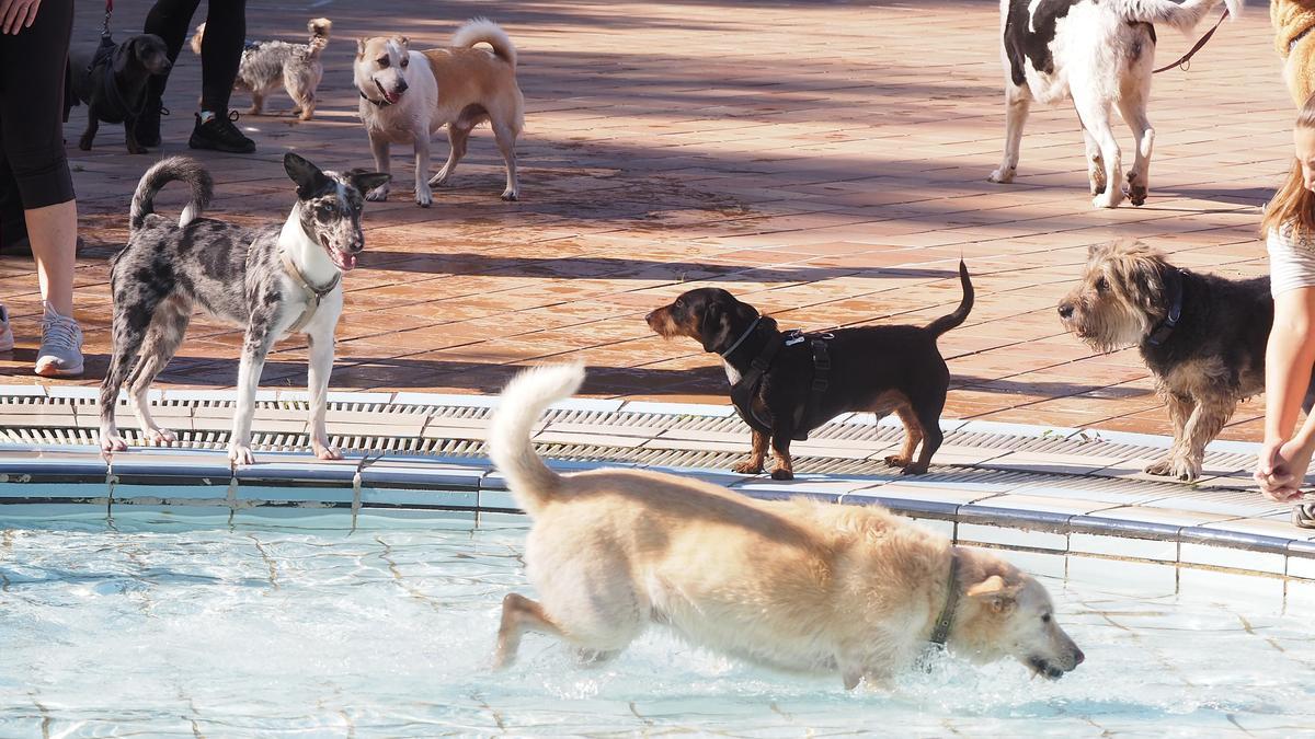 Los perros tuvieron la oportunidad de socializar con otros congéneres en el encuentro que se celebró en las piscinas de Ipurua el pasado fin de semana.