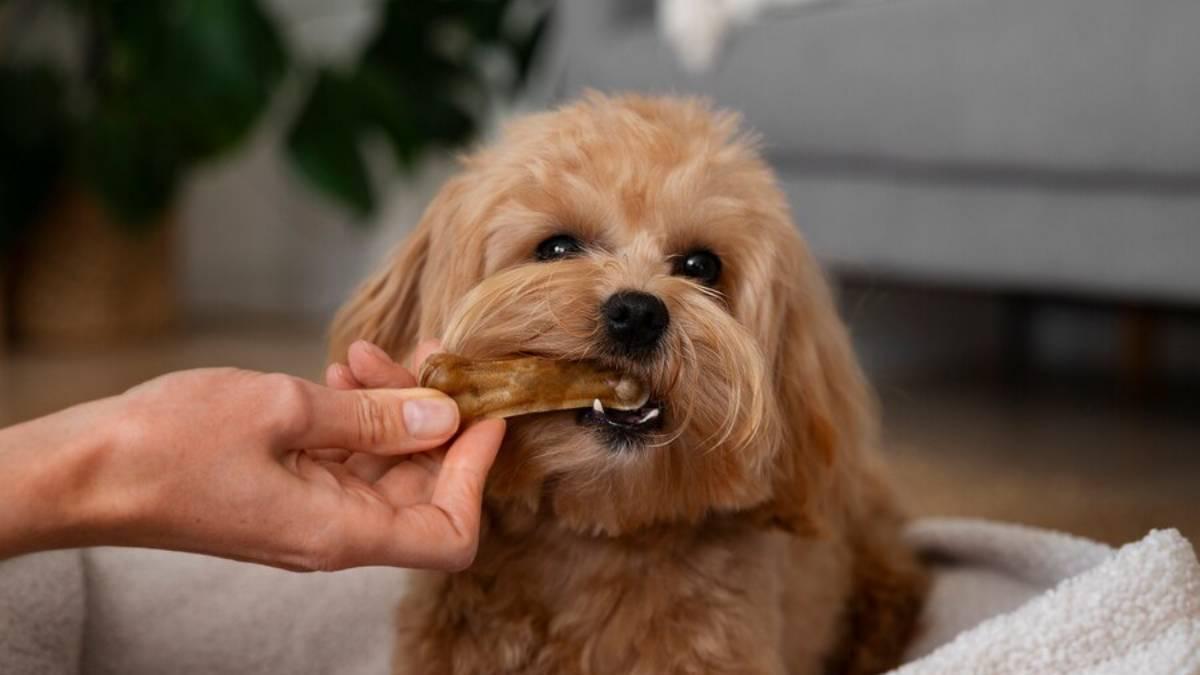 Snacks dentales para cuidar los dientes de los perros