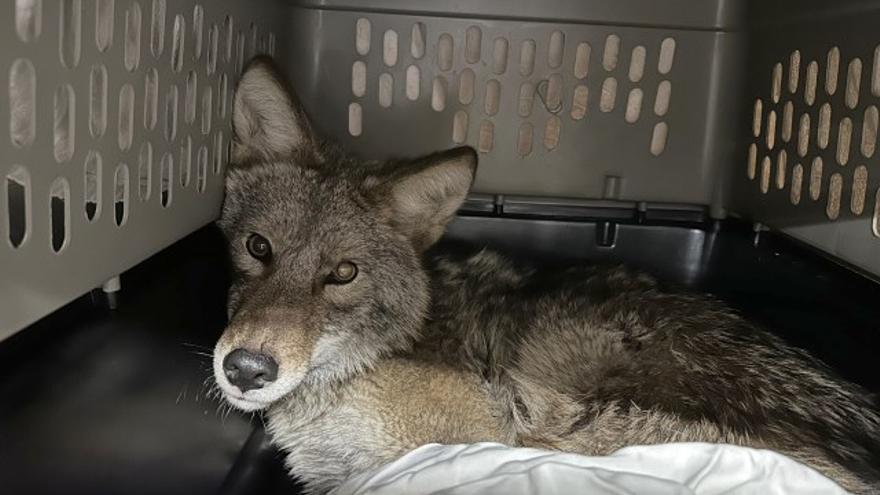 El coyote, tras ser rescatado.