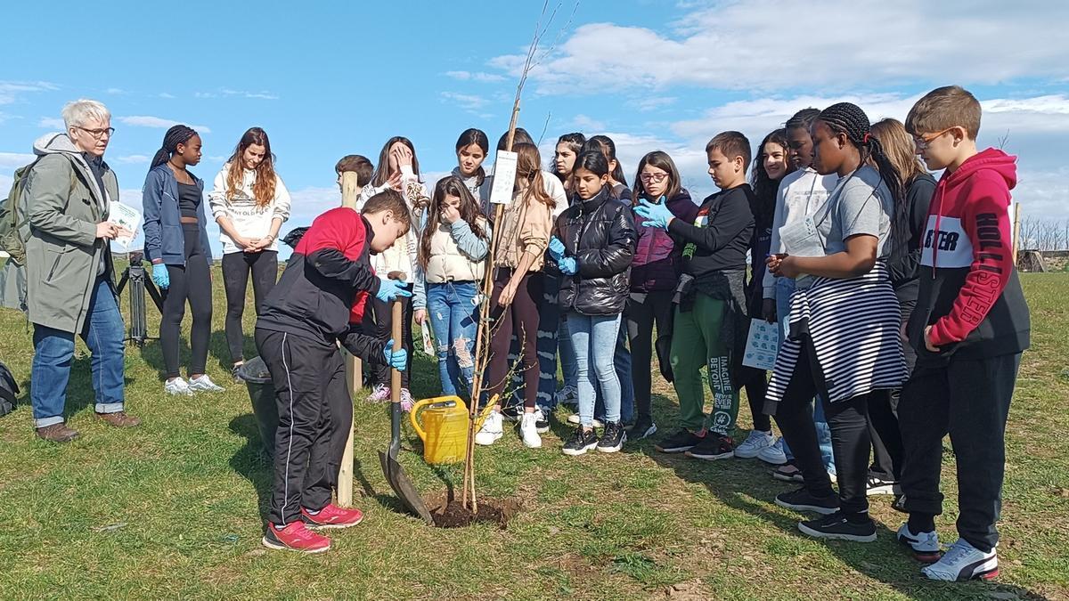 El alumnado de sexto de Primaria del colegio Ruperto Medina plantó un abedul en el nuevo bosque.