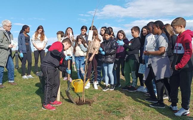 El alumnado de sexto de Primaria del colegio Ruperto Medina plantó un abedul en el nuevo bosque. El alumnado de sexto de Primaria del colegio Ruperto Medina plantó un abedul en el nuevo bosque.