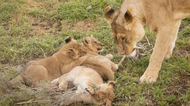 Leones en un zoo.